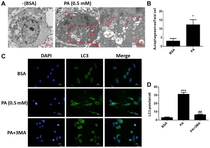 https://cdn.ncbi.nlm.nih.gov/pmc/blobs/7acf/6072221/3df72633662e/MMR-18-02-1485-g01.jpg