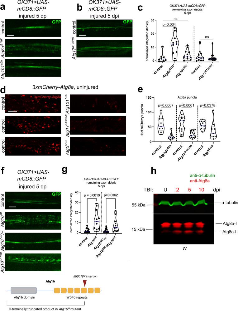 https://cdn.ncbi.nlm.nih.gov/pmc/blobs/7ad2/10227080/2275cde33eb7/41467_2023_38755_Fig2_HTML.jpg
