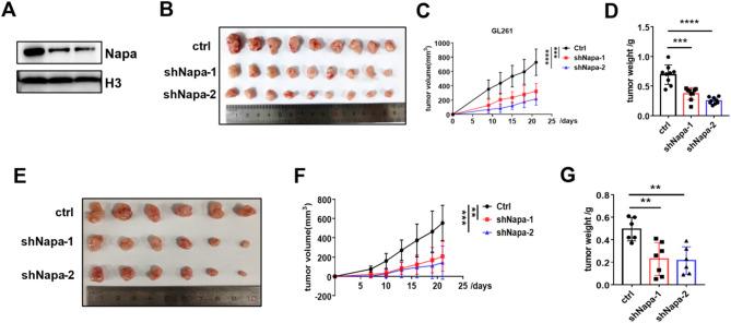 https://cdn.ncbi.nlm.nih.gov/pmc/blobs/7ad2/12125251/149ec95369c3/41598_2025_3294_Fig6_HTML.jpg
