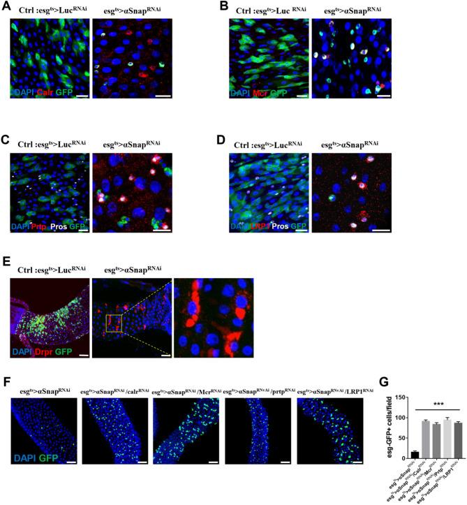 https://cdn.ncbi.nlm.nih.gov/pmc/blobs/7ad2/12125251/229215b0ca77/41598_2025_3294_Fig4_HTML.jpg