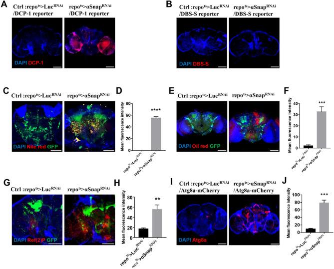 https://cdn.ncbi.nlm.nih.gov/pmc/blobs/7ad2/12125251/fc05d98aa4f0/41598_2025_3294_Fig5_HTML.jpg