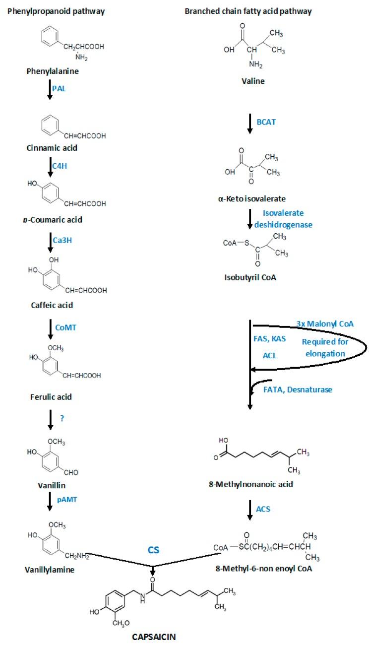 https://cdn.ncbi.nlm.nih.gov/pmc/blobs/7ad2/6274000/b189be665ebd/molecules-21-00931-g002.jpg
