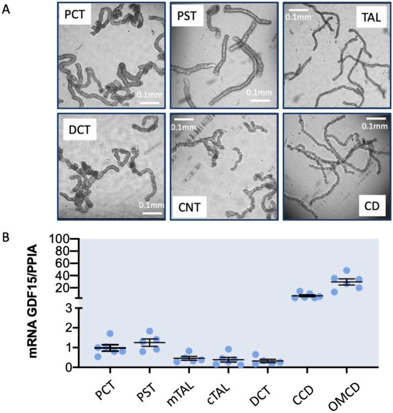 https://cdn.ncbi.nlm.nih.gov/pmc/blobs/7ad4/11172470/3fd639369944/ijms-25-05956-g002.jpg
