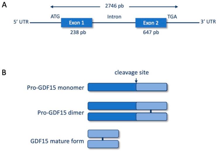 https://cdn.ncbi.nlm.nih.gov/pmc/blobs/7ad4/11172470/78d36fb72504/ijms-25-05956-g001.jpg