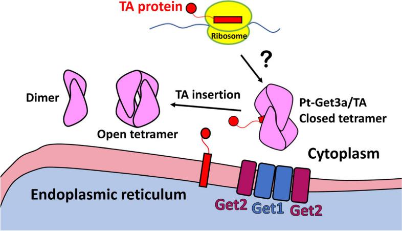 https://cdn.ncbi.nlm.nih.gov/pmc/blobs/7ad6/11170914/18fd5344e936/12915_2024_1933_Fig8_HTML.jpg