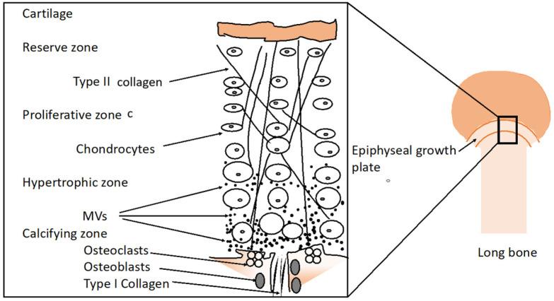 https://cdn.ncbi.nlm.nih.gov/pmc/blobs/7ad6/11988852/6edef2f8ba52/ijms-26-02896-g002.jpg