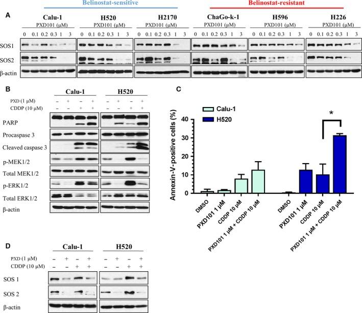 https://cdn.ncbi.nlm.nih.gov/pmc/blobs/7adf/5537707/077ae0f216ff/MOL2-11-965-g003.jpg