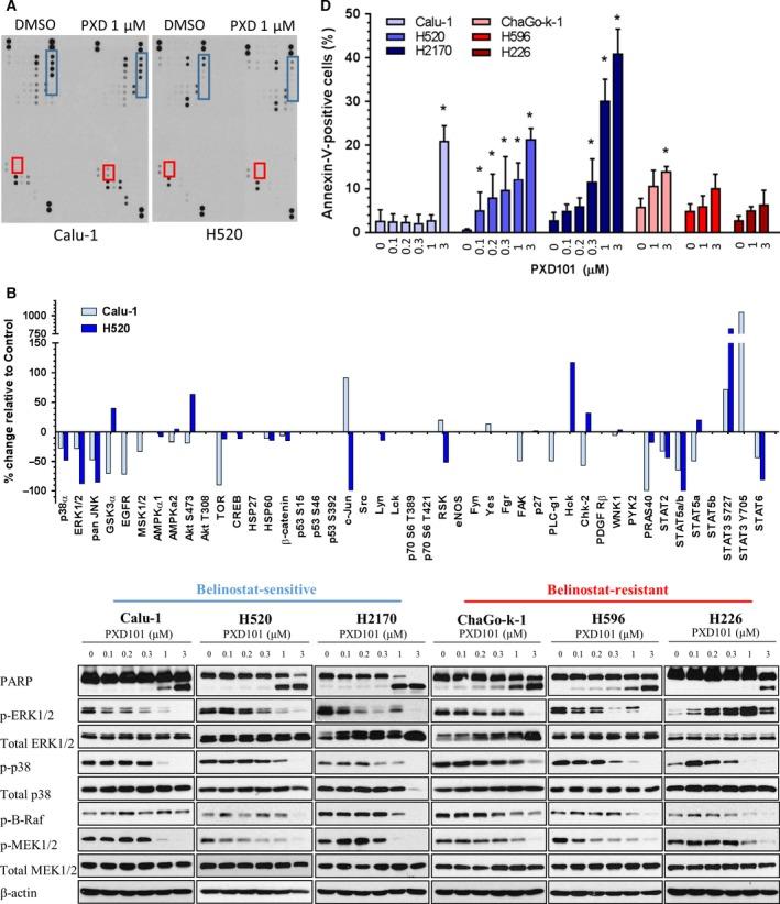 https://cdn.ncbi.nlm.nih.gov/pmc/blobs/7adf/5537707/633421ff2f3c/MOL2-11-965-g002.jpg
