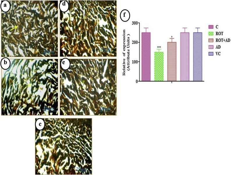 https://cdn.ncbi.nlm.nih.gov/pmc/blobs/7ae1/6526298/8147a95c0251/gr9.jpg