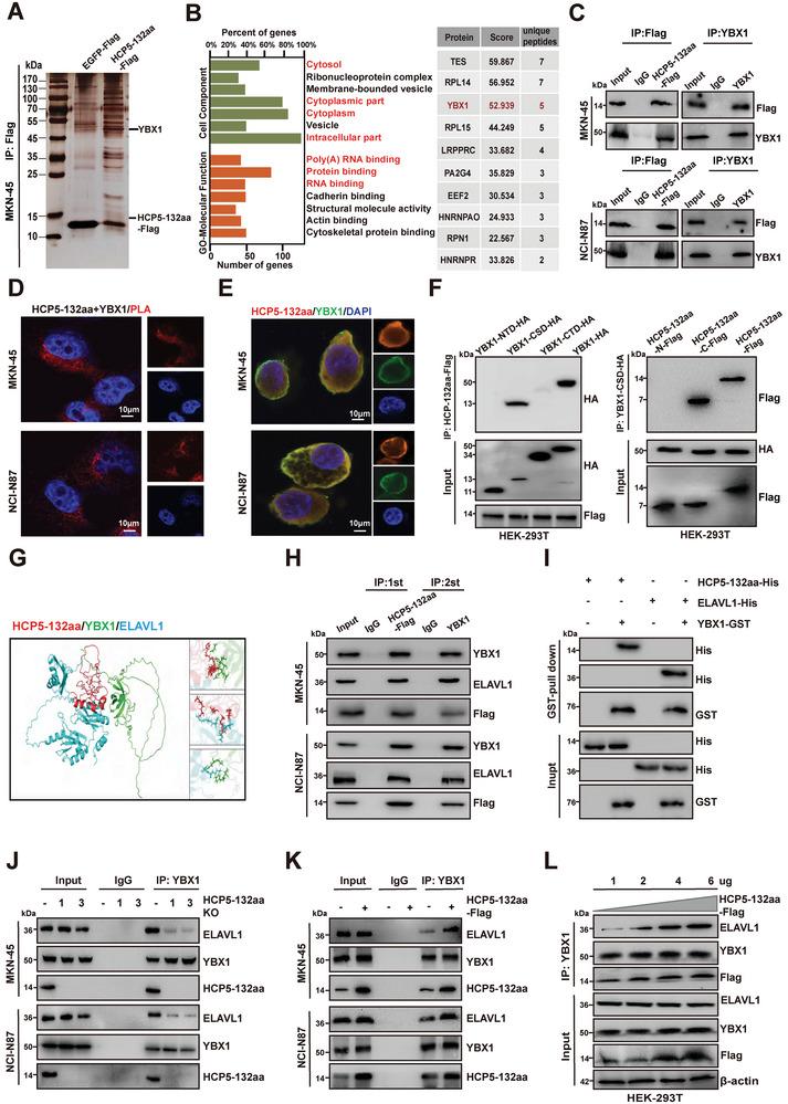 https://cdn.ncbi.nlm.nih.gov/pmc/blobs/7ae3/11633528/06b4bec0e250/ADVS-11-2407012-g005.jpg