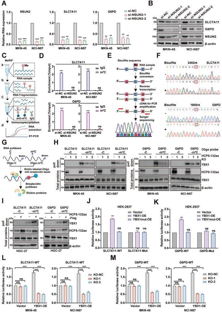 https://cdn.ncbi.nlm.nih.gov/pmc/blobs/7ae3/11633528/437e53a6eba9/ADVS-11-2407012-g007.jpg