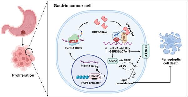 https://cdn.ncbi.nlm.nih.gov/pmc/blobs/7ae3/11633528/48e61a65585f/ADVS-11-2407012-g003.jpg
