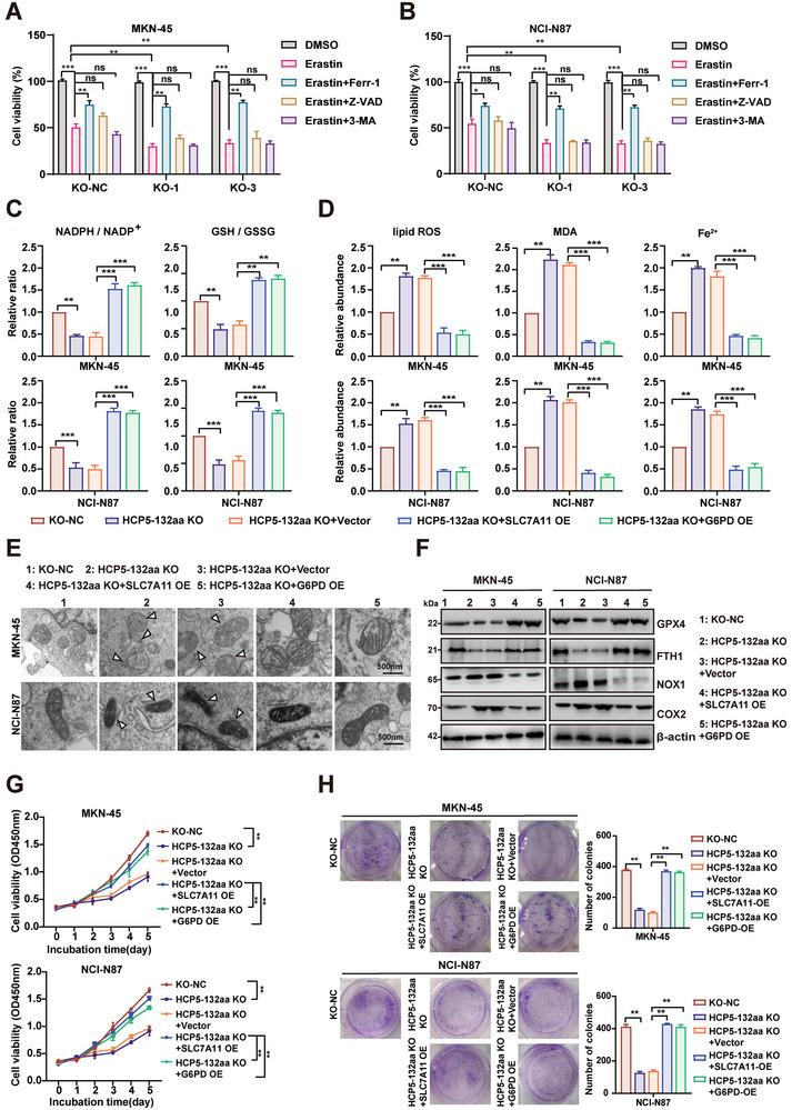 https://cdn.ncbi.nlm.nih.gov/pmc/blobs/7ae3/11633528/78f74a2a95f0/ADVS-11-2407012-g009.jpg