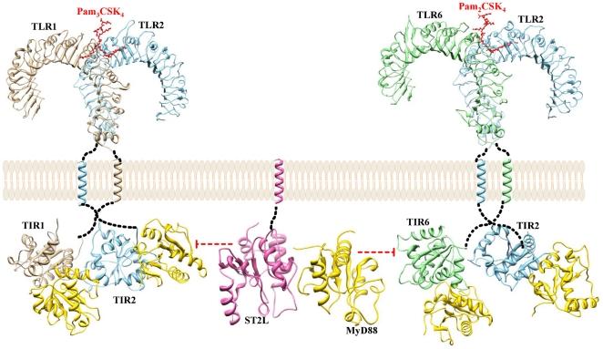 https://cdn.ncbi.nlm.nih.gov/pmc/blobs/7ae4/3163686/31e6d32c6273/pone.0023989.g002.jpg
