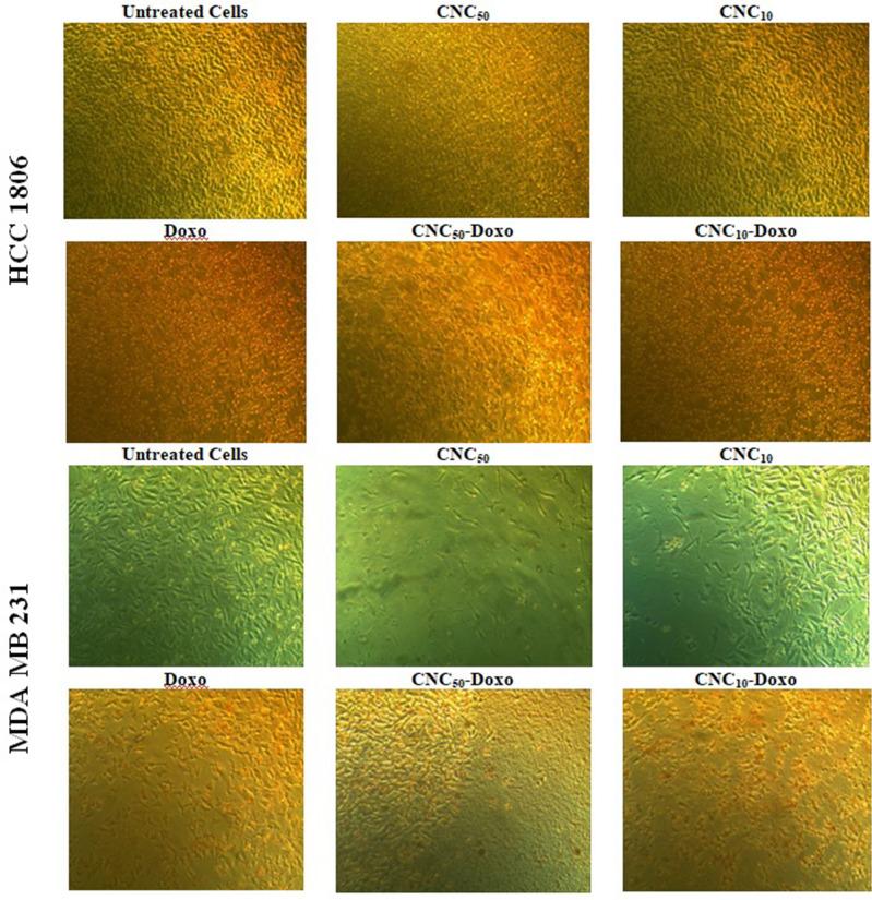 https://cdn.ncbi.nlm.nih.gov/pmc/blobs/7ae6/10827744/5f2194bc7d32/41598_2024_52952_Fig2_HTML.jpg