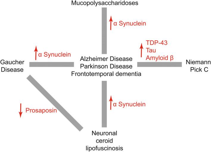 https://cdn.ncbi.nlm.nih.gov/pmc/blobs/7ae6/11739831/e93f5486109f/JIMD-48-0-g001.jpg