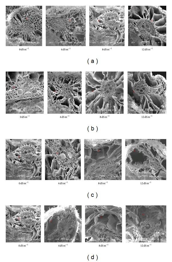 https://cdn.ncbi.nlm.nih.gov/pmc/blobs/7ae7/3919121/15ec3b2f2aa6/BMRI2014-208584.004.jpg