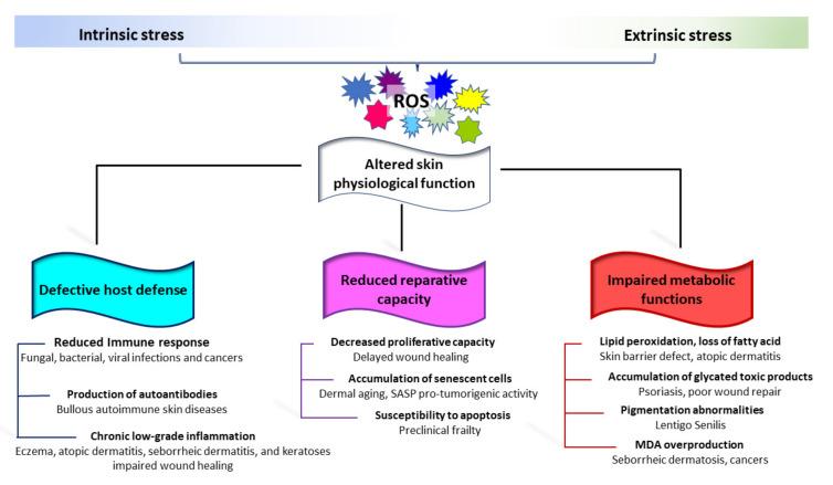 https://cdn.ncbi.nlm.nih.gov/pmc/blobs/7aea/9220264/9dd80d58c381/antioxidants-11-01121-g004.jpg