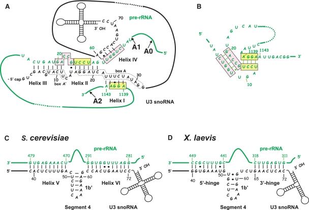 https://cdn.ncbi.nlm.nih.gov/pmc/blobs/7aef/3239212/8bce2bfcae59/gkr675f1.jpg