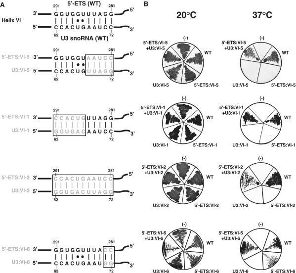 https://cdn.ncbi.nlm.nih.gov/pmc/blobs/7aef/3239212/f8dd991ee1a1/gkr675f3.jpg
