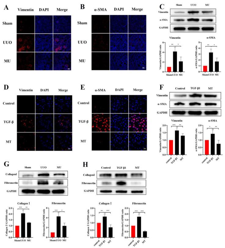 https://cdn.ncbi.nlm.nih.gov/pmc/blobs/7aef/9655032/ff61d4dc6e1d/cells-11-03505-g005.jpg