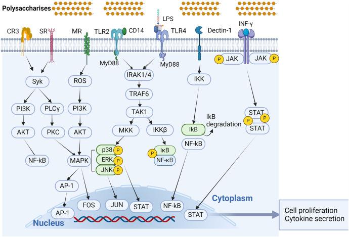 https://cdn.ncbi.nlm.nih.gov/pmc/blobs/7af3/11439661/6938bd8fef01/fimmu-15-1408377-g003.jpg
