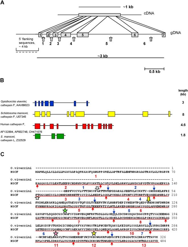 https://cdn.ncbi.nlm.nih.gov/pmc/blobs/7af7/2654340/f4e6874675b9/pntd.0000398.g002.jpg