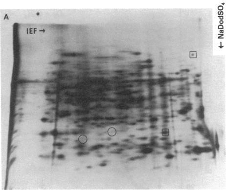 https://cdn.ncbi.nlm.nih.gov/pmc/blobs/7af7/346576/12a9c5237310/pnas00452-0135-a.jpg