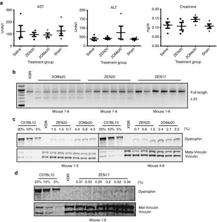 https://cdn.ncbi.nlm.nih.gov/pmc/blobs/7af7/4459549/2f188babc9e1/mtna201463f5.jpg