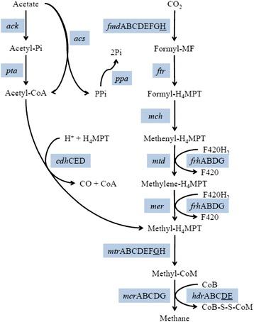 https://cdn.ncbi.nlm.nih.gov/pmc/blobs/7af8/4200192/100646e4578c/13068_2014_146_Fig9_HTML.jpg