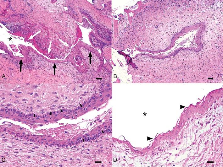 https://cdn.ncbi.nlm.nih.gov/pmc/blobs/7afc/6856145/9cd3383f9107/fvets-06-00357-g0004.jpg