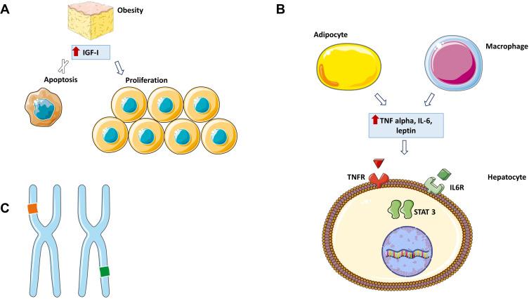 https://cdn.ncbi.nlm.nih.gov/pmc/blobs/7b01/7398743/7fb36f8c2755/JHC-7-107-g0001.jpg