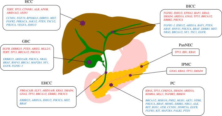 https://cdn.ncbi.nlm.nih.gov/pmc/blobs/7b03/10590314/a511f65bdbdb/535_2023_2037_Fig1_HTML.jpg