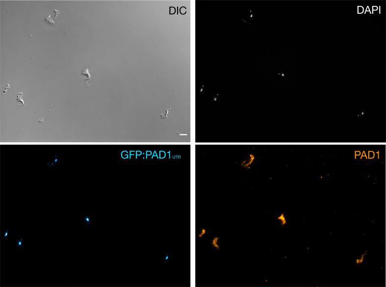 https://cdn.ncbi.nlm.nih.gov/pmc/blobs/7b03/8448533/3738a1c28647/elife-66028-fig1-figsupp1.jpg