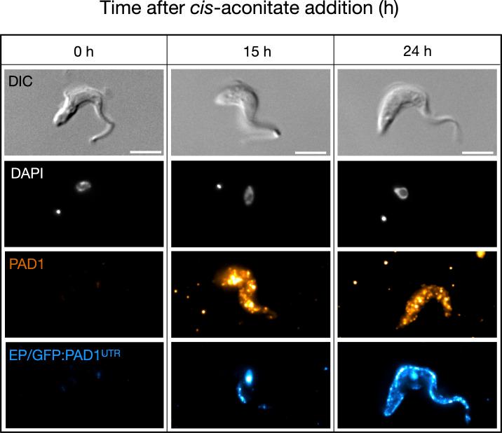 https://cdn.ncbi.nlm.nih.gov/pmc/blobs/7b03/8448533/6968d5650b4f/elife-66028-fig7-figsupp2.jpg