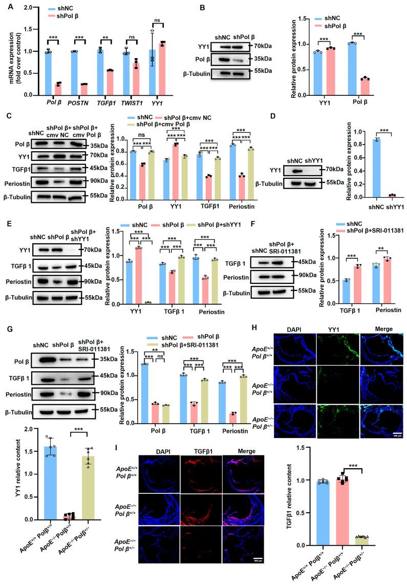 https://cdn.ncbi.nlm.nih.gov/pmc/blobs/7b05/11547094/7d68e796be75/ijms-25-11778-g004.jpg