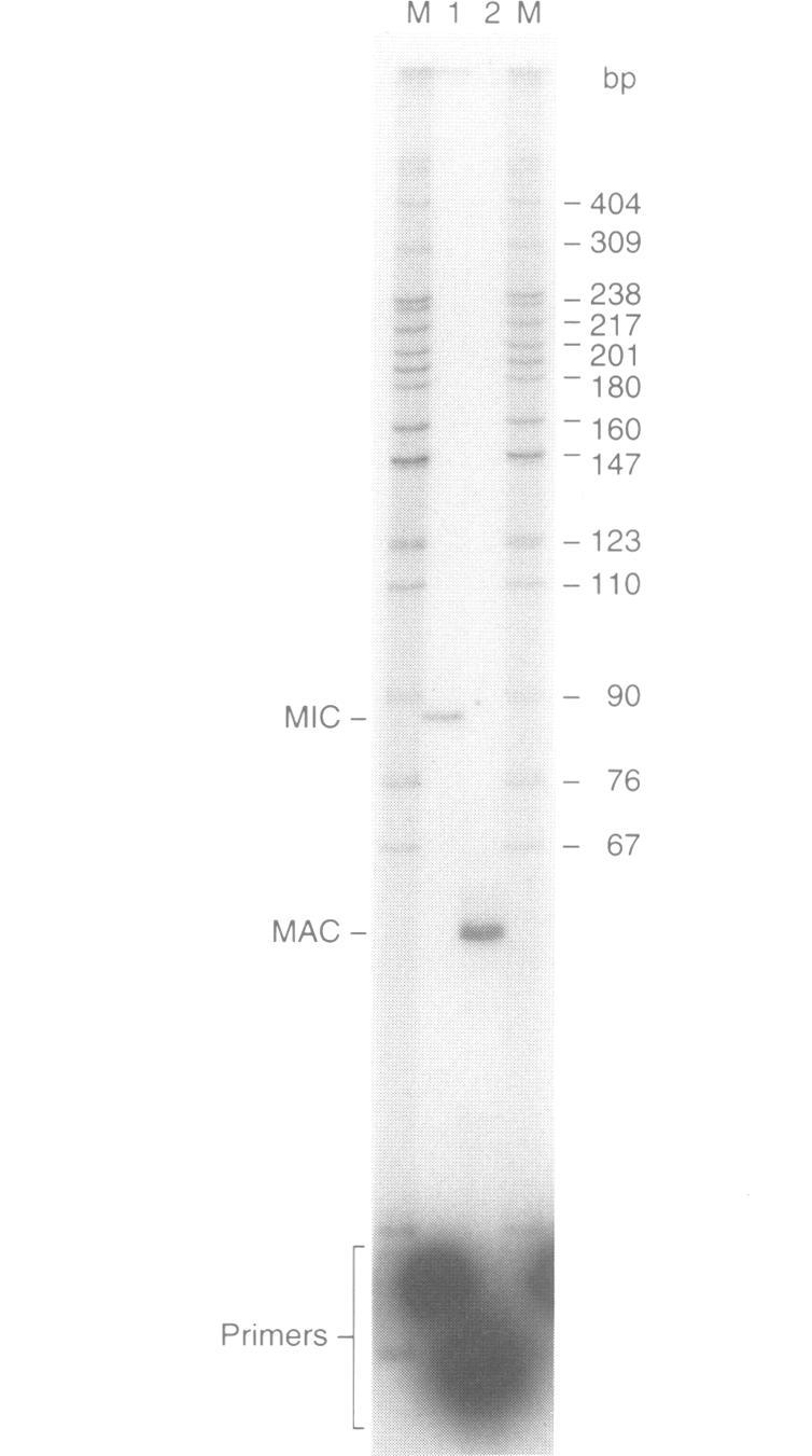https://cdn.ncbi.nlm.nih.gov/pmc/blobs/7b06/450224/0eb312328bee/emboj00011-0254-a.jpg