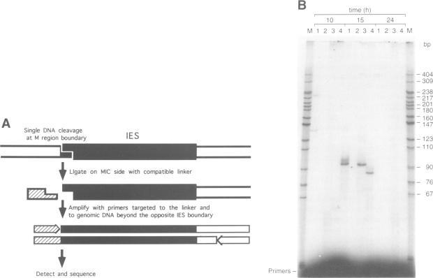 https://cdn.ncbi.nlm.nih.gov/pmc/blobs/7b06/450224/291faa2fbf56/emboj00011-0255-a.jpg