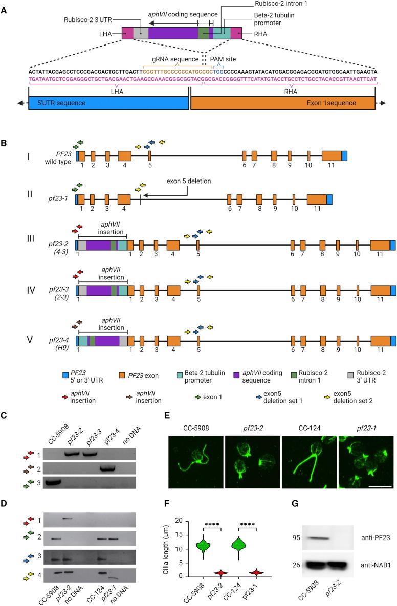https://cdn.ncbi.nlm.nih.gov/pmc/blobs/7b08/10030371/b9a3295150e9/gr6.jpg