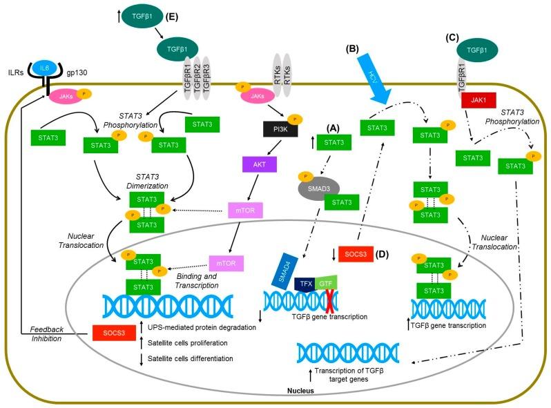 https://cdn.ncbi.nlm.nih.gov/pmc/blobs/7b0a/6121875/2cb0cdc1a959/ijms-19-02265-g001.jpg