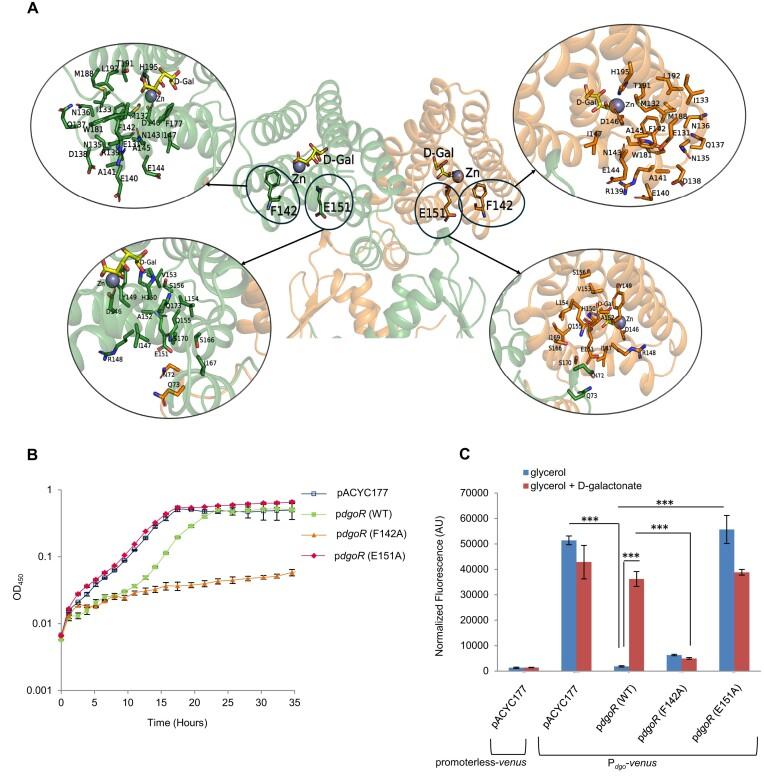 https://cdn.ncbi.nlm.nih.gov/pmc/blobs/7b0d/11705089/0ee334a9fbb9/gkae1299fig9.jpg