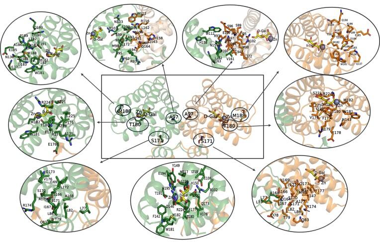 https://cdn.ncbi.nlm.nih.gov/pmc/blobs/7b0d/11705089/a91f9496b2af/gkae1299fig7.jpg