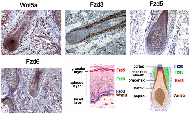 https://cdn.ncbi.nlm.nih.gov/pmc/blobs/7b0f/2670517/cb4a886573d0/pone.0005354.g002.jpg