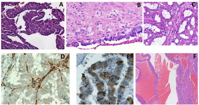 https://cdn.ncbi.nlm.nih.gov/pmc/blobs/7b10/12334508/aa4d93c45af2/10585_2025_10368_Fig1_HTML.jpg