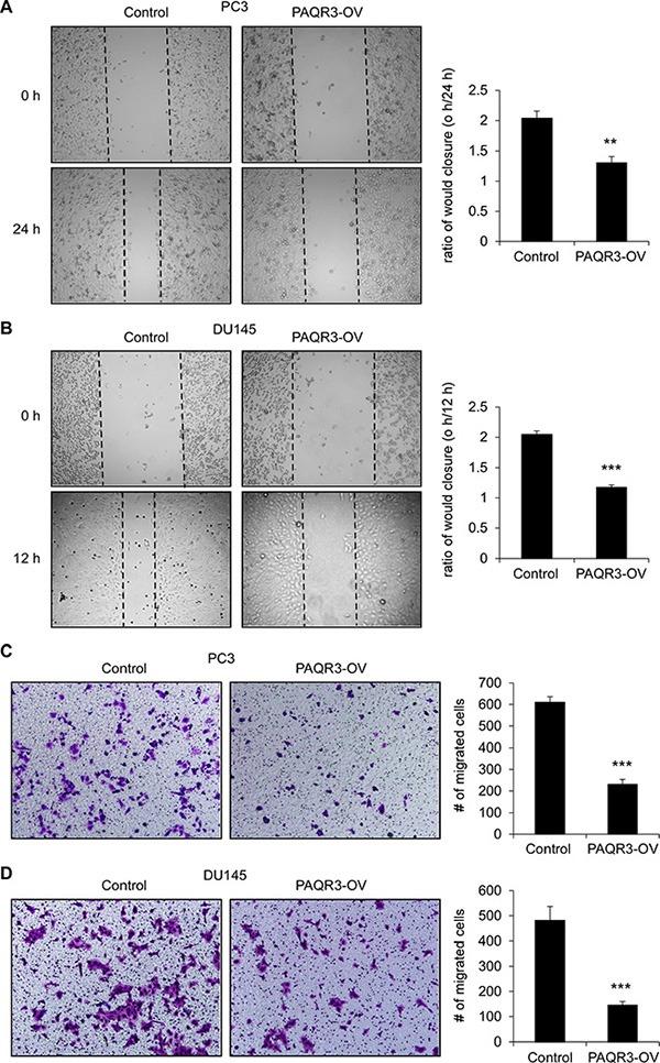 https://cdn.ncbi.nlm.nih.gov/pmc/blobs/7b11/5589553/d04fe00f866d/oncotarget-08-53948-g003.jpg