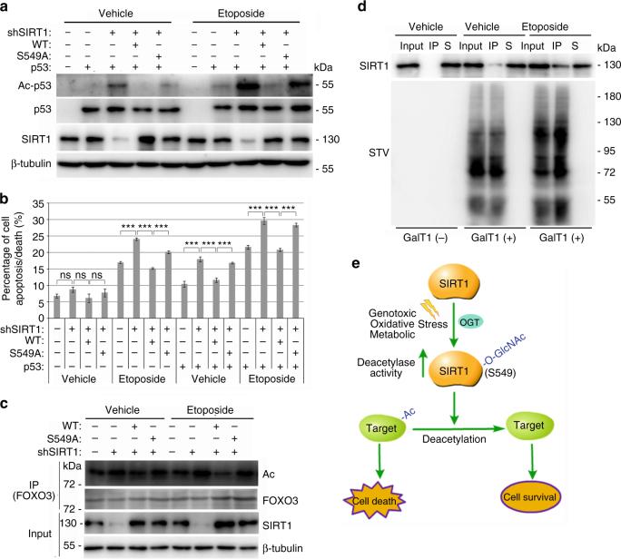 https://cdn.ncbi.nlm.nih.gov/pmc/blobs/7b11/5684413/0ab9bbc07490/41467_2017_1654_Fig6_HTML.jpg