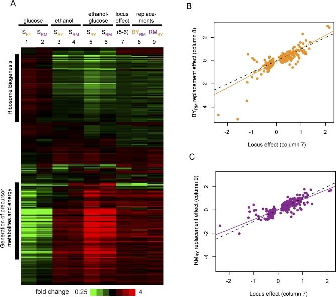 https://cdn.ncbi.nlm.nih.gov/pmc/blobs/7b15/2689684/2ae39646f47a/pbio.0060083.g007.jpg
