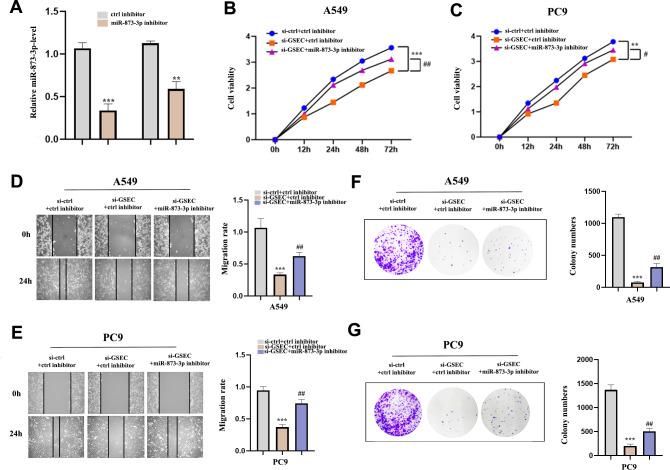 https://cdn.ncbi.nlm.nih.gov/pmc/blobs/7b1d/10573295/02e67f9f0699/peerj-11-16242-g011.jpg