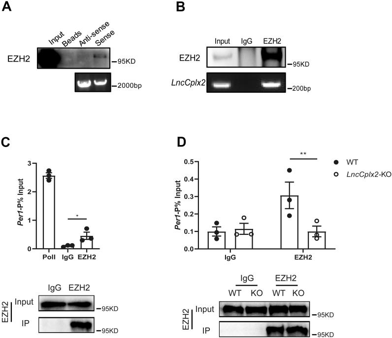https://cdn.ncbi.nlm.nih.gov/pmc/blobs/7b1e/10832480/adab7553b362/gr5.jpg