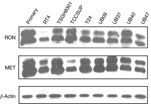 https://cdn.ncbi.nlm.nih.gov/pmc/blobs/7b1e/2361770/8bbf2a32914d/92-6602593f3.jpg